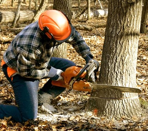 Tree Removal in Schwertner, TX